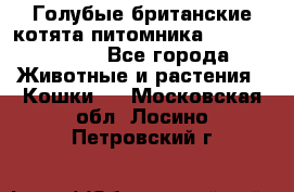 Голубые британские котята питомника Silvery Snow. - Все города Животные и растения » Кошки   . Московская обл.,Лосино-Петровский г.